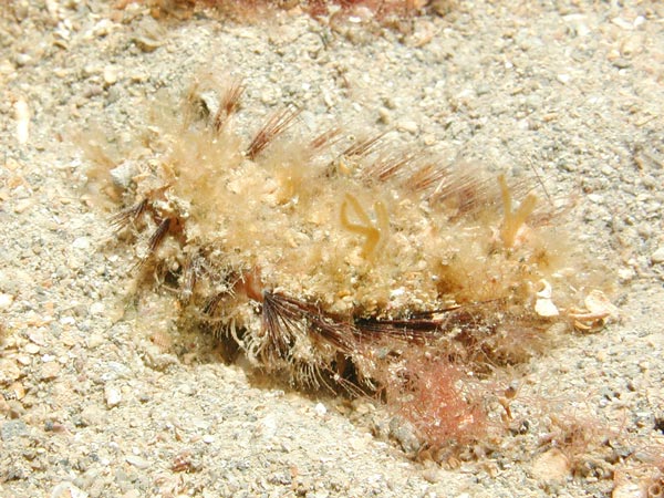 Aphrodita aculeata